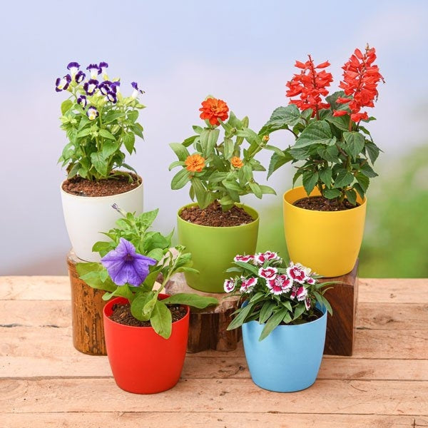 Blomstrende Planter