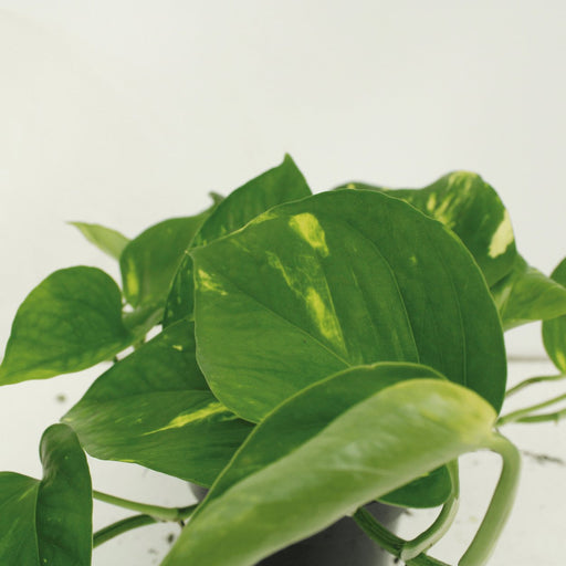 2X Epipremnum Aureum - Scindapsus - 20Cm - Ø12