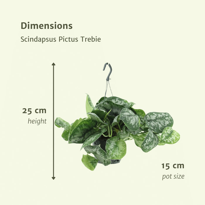 2X Scindapsus Pictus Trebie - Epipremnum - 25Cm - Ø15