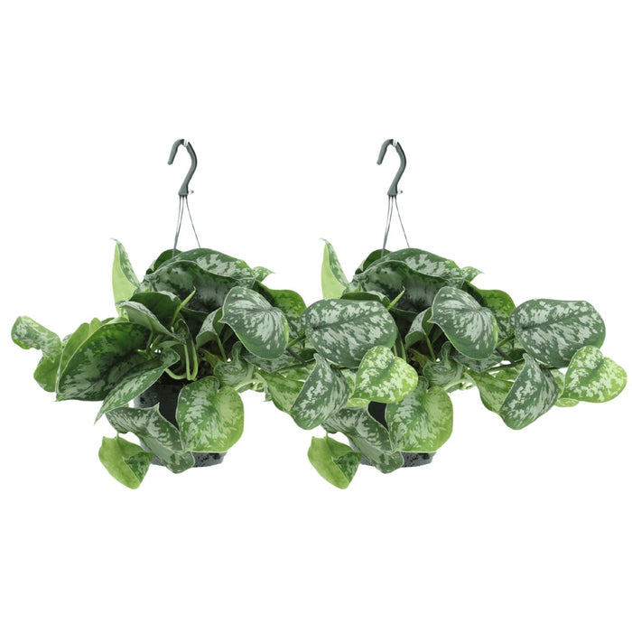 2X Scindapsus Pictus Trebie - Epipremnum - 25Cm - Ø15