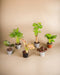 6 Overraskelse Babyplanter