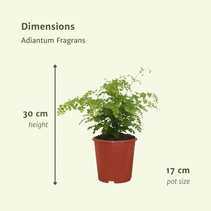 Adiantum Fragrans