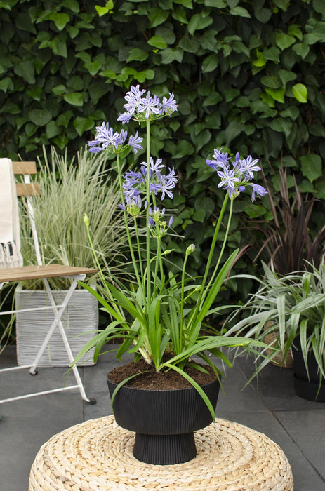 Agapanthus 'Charlotte' - ↨20Cm - Ø14 - Utendørs Blomsterplante