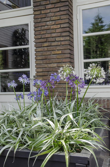 Agapanthus 'Charlotte' - ↨20Cm - Ø14 - Utendørs Blomsterplante