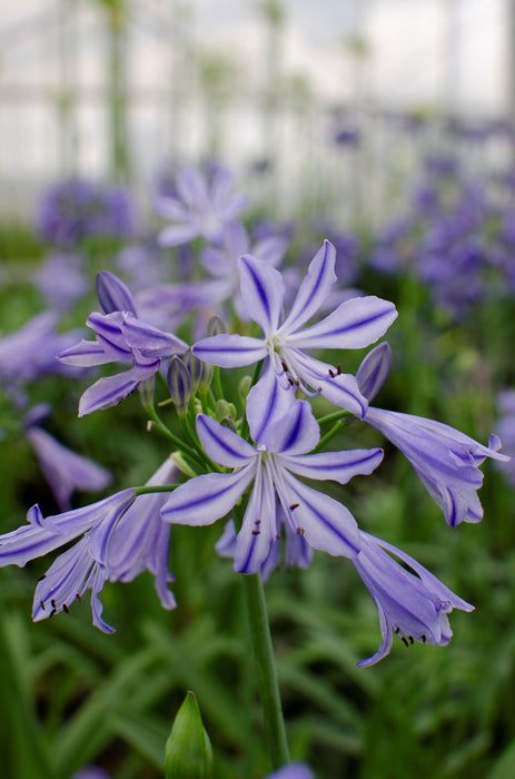 Agapanthus 'Charlotte' - ↨20Cm - Ø14 - Utendørs Blomsterplante