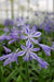 Agapanthus 'Charlotte' - ↨20Cm - Ø14 - Utendørs Blomsterplante