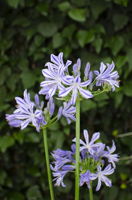 Agapanthus 'Charlotte' - ↨20Cm - Ø14 - Utendørs Blomsterplante