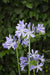 Agapanthus 'Charlotte' - ↨20Cm - Ø14 - Utendørs Blomsterplante