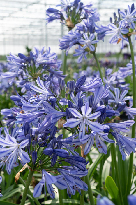 Agapanthus 'Charlotte' - ↨20Cm - Ø14 - Utendørs Blomsterplante