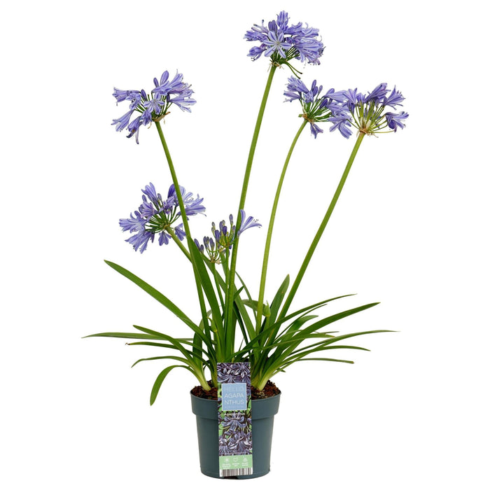 Agapanthus 'Charlotte' - ↨20Cm - Ø14 - Utendørs Blomsterplante