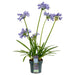 Agapanthus 'Charlotte' - ↨20Cm - Ø14 - Utendørs Blomsterplante