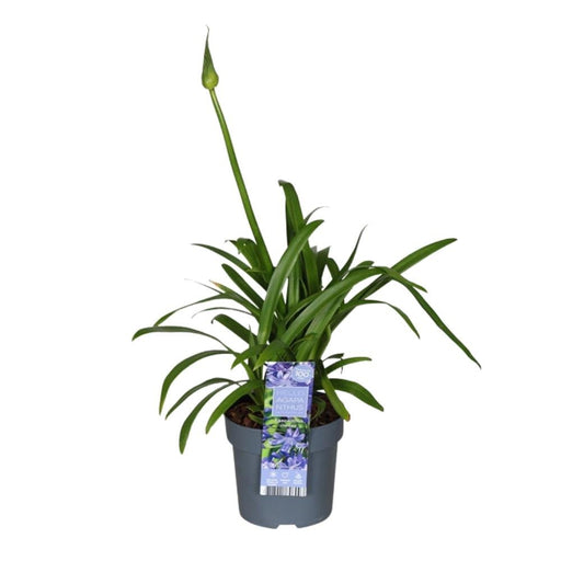 Agapanthus 'Charlotte' - ↨20Cm - Ø14 - Utendørs Blomsterplante