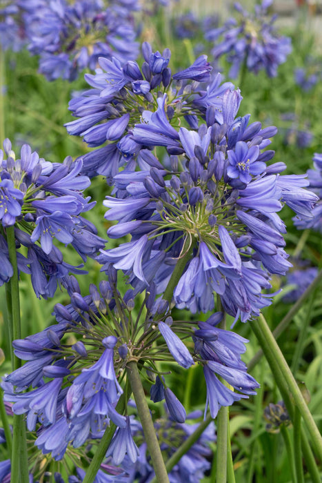 Agapanthus 'Ever Sapphire' - ↨30Cm - Ø19 - Utendørs Blomstrende Plante