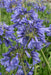 Agapanthus 'Ever Sapphire' - ↨30Cm - Ø19 - Utendørs Blomstrende Plante