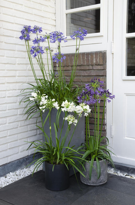 Agapanthus 'Ever Sapphire' - ↨30Cm - Ø19 - Utendørs Blomstrende Plante