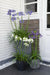 Agapanthus 'Ever Sapphire' - ↨30Cm - Ø19 - Utendørs Blomstrende Plante