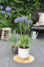 Agapanthus 'Ever Sapphire' - ↨30Cm - Ø19 - Utendørs Blomstrende Plante