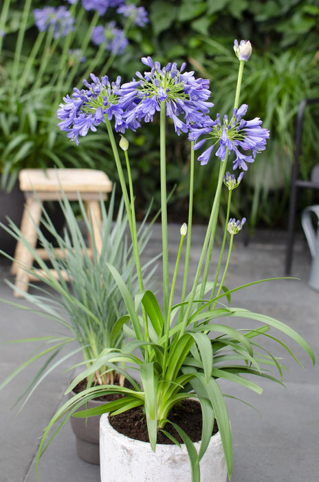 Agapanthus 'Ever Sapphire' - ↨30Cm - Ø19 - Utendørs Blomstrende Plante