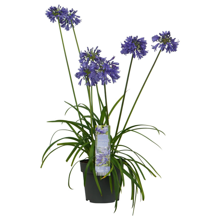 Agapanthus 'Ever Sapphire' - ↨30Cm - Ø19 - Utendørs Blomstrende Plante