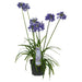 Agapanthus 'Ever Sapphire' - ↨30Cm - Ø19 - Utendørs Blomstrende Plante