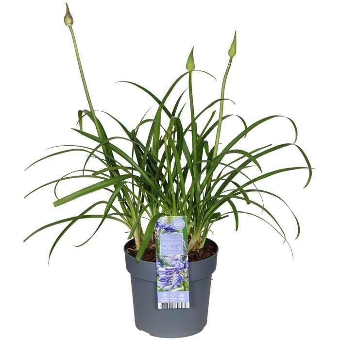 Agapanthus 'Ever Sapphire' - ↨30Cm - Ø19 - Utendørs Blomstrende Plante