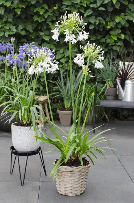 Agapanthus 'Fyrverkeri' - ↨20Cm - Ø14 - Blomstrende Utendørsplante