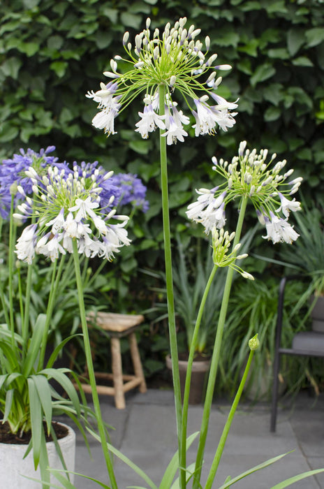 Agapanthus 'Fyrverkeri' - ↨20Cm - Ø14 - Blomstrende Utendørsplante