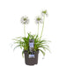 Agapanthus 'Fyrverkeri' - ↨20Cm - Ø14 - Blomstrende Utendørsplante