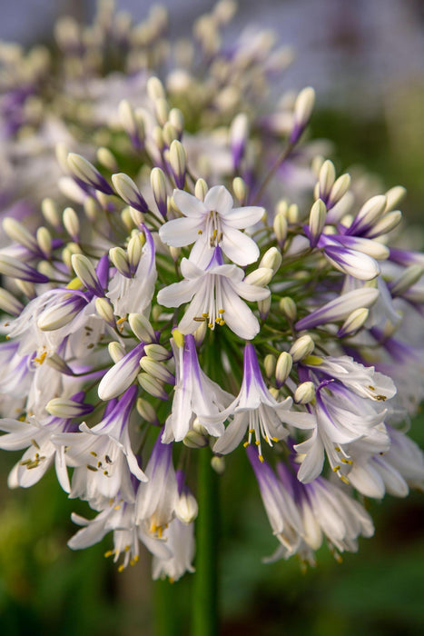 Agapanthus 'Fyrverkeri' - ↨40Cm - Ø23 - - Blomstrende Utendørsplante