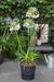 Agapanthus 'Fyrverkeri' - ↨40Cm - Ø23 - - Blomstrende Utendørsplante