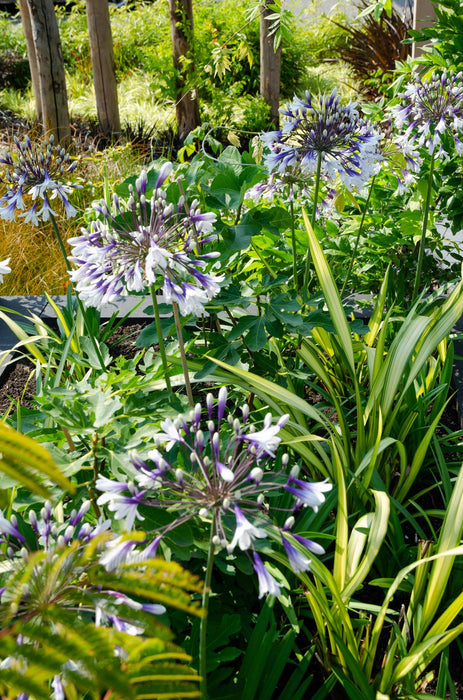 Agapanthus 'Fyrverkeri' - ↨40Cm - Ø23 - - Blomstrende Utendørsplante