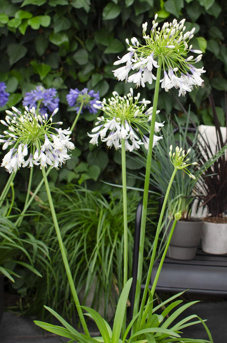 Agapanthus 'Fyrverkeri' - ↨40Cm - Ø23 - - Blomstrende Utendørsplante