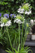 Agapanthus 'Fyrverkeri' - ↨40Cm - Ø23 - - Blomstrende Utendørsplante