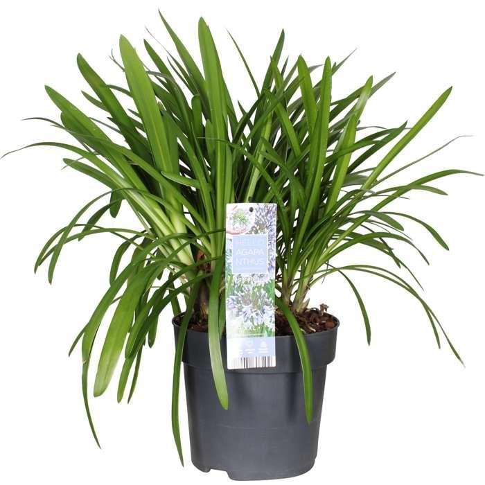 Agapanthus 'Fyrverkeri' - ↨40Cm - Ø23 - - Blomstrende Utendørsplante