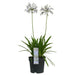 Agapanthus 'Fyrverkeri' - ↨40Cm - Ø23 - - Blomstrende Utendørsplante