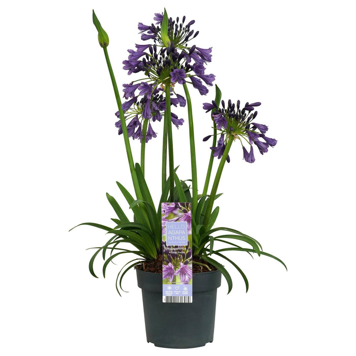 Agapanthus 'Poppin Purple' - ↨30Cm - Ø19 - Blomstrende Utendørsplante