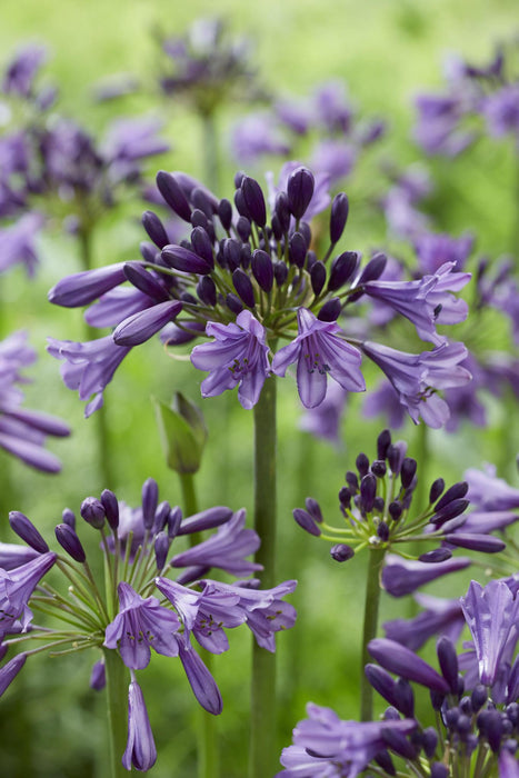 Agapanthus 'Poppin Purple' - ↨30Cm - Ø19 - Blomstrende Utendørsplante