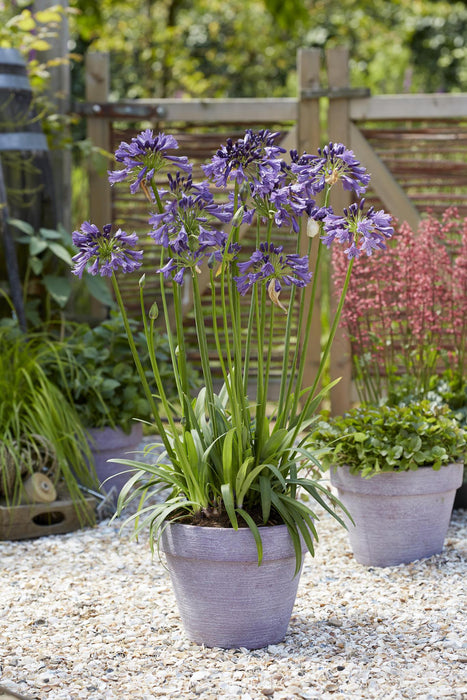 Agapanthus 'Poppin Purple' - ↨30Cm - Ø19 - Blomstrende Utendørsplante