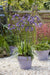 Agapanthus 'Poppin Purple' - ↨30Cm - Ø19 - Blomstrende Utendørsplante