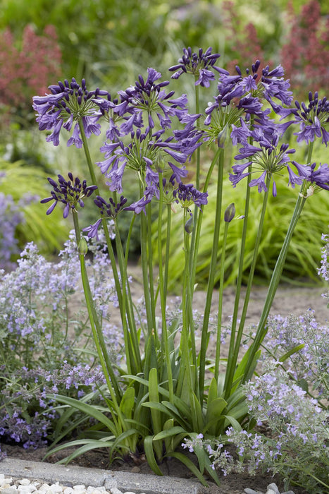 Agapanthus 'Poppin Purple' - ↨30Cm - Ø19 - Blomstrende Utendørsplante