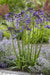 Agapanthus 'Poppin Purple' - ↨30Cm - Ø19 - Blomstrende Utendørsplante