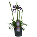 Agapanthus 'Poppin Purple' - ↨30Cm - Ø19 - Blomstrende Utendørsplante