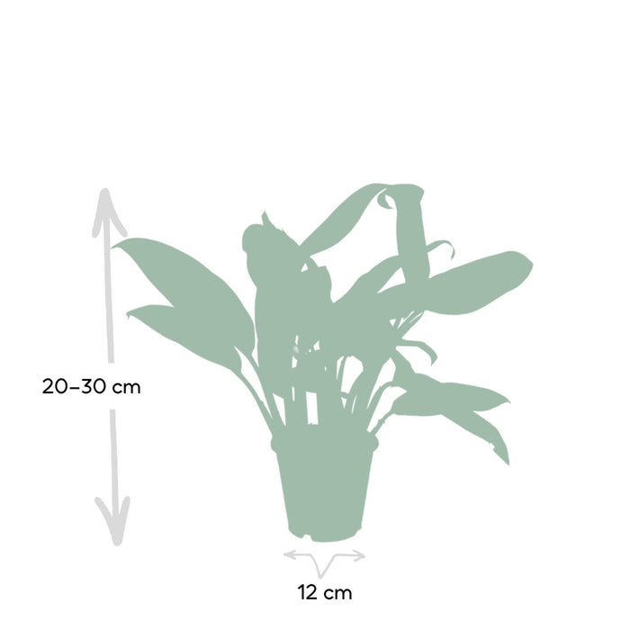 Aglaonema Christina H30Cm