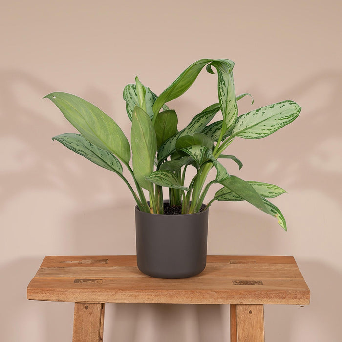 Aglaonema Christina H30Cm