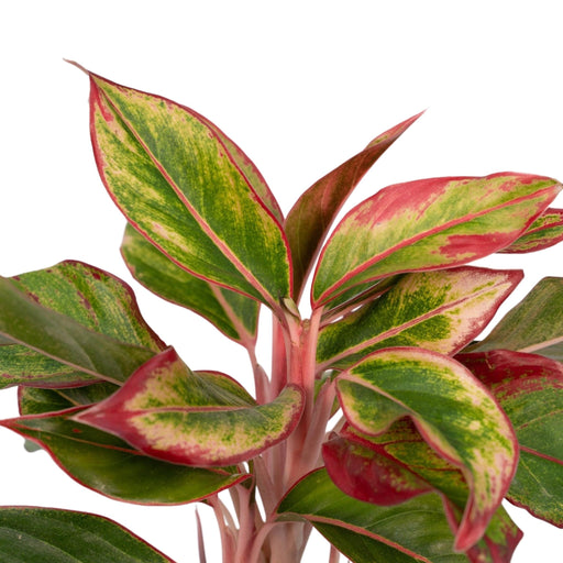 Aglaonema Kreta