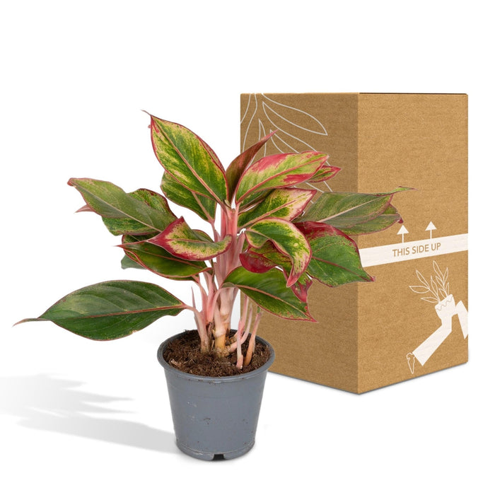 Aglaonema Kreta