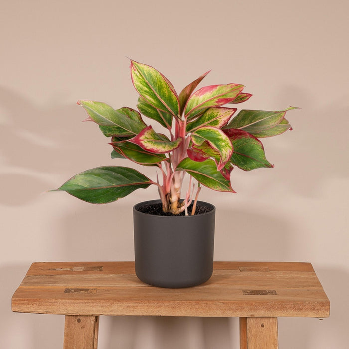 Aglaonema Kreta