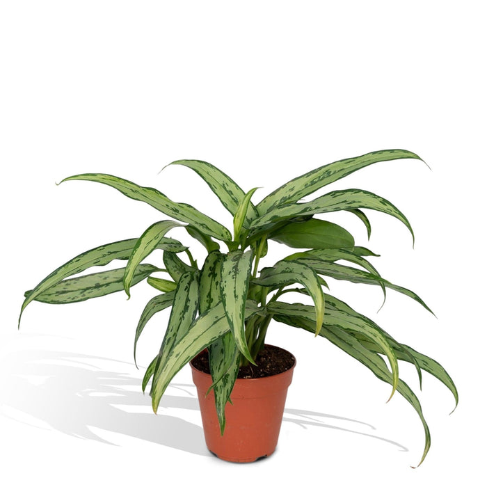 Aglaonema Cutlass H30Cm