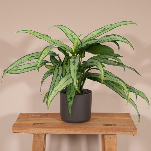 Aglaonema Cutlass H30Cm