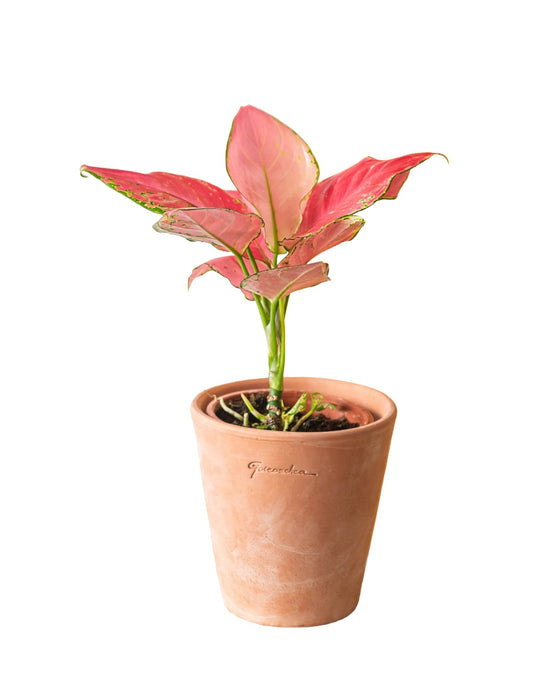 Aglaonema Flamingo Rosa